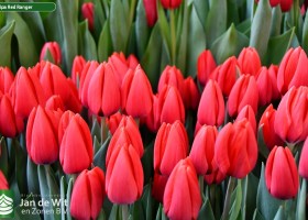 Tulipa Red Ranger ® (2)